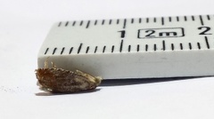 Orekveldvikler (Epinotia tenerana)