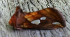 Kortstreket metallfly (Plusia putnami)