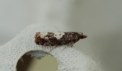 Bjørkekveldvikler (Epinotia trigonella)