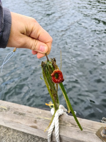 Bilde vedlagt spørsmålet