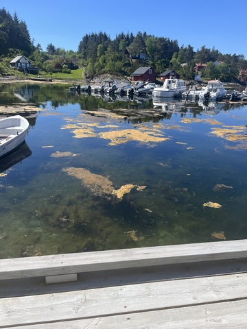 Bilde vedlagt spørsmålet