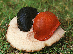 European red slug (Arion rufus)