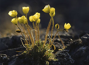 Polarvalmue (Papaver dahlianum)