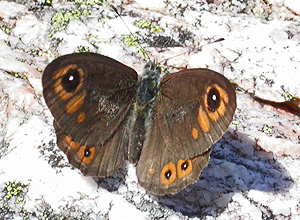 Northern Wall Brown (Lasiommata petropolitana)