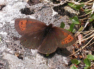 Dewy Ringlet (Erebia pandrose)