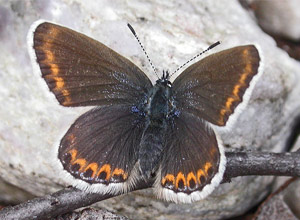 Idas blue (Plebejus idas)