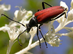 Leptura melanura