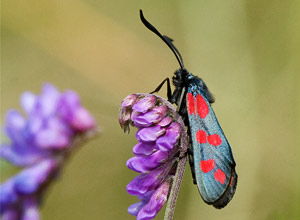 Six-spot Burnet (Zygaena filipendulae)