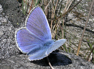 Common Blue (Polyommatus icarus)