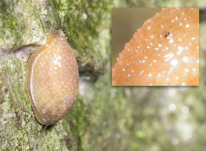 Hedgehog arion (Arion intermedius)