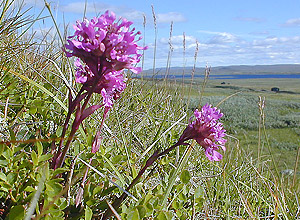 Alpine Catchfly (Viscaria alpina)