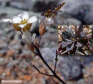 Aurskrinneblom (Arabis petraea)