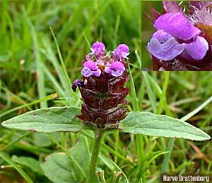 Blåkoll (Prunella vulgaris)