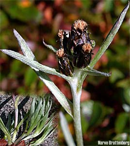 Dwarf Cudweed (Omalotheca supina)