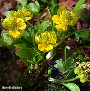 Dvergsoleie (Ranunculus pygmaeus)