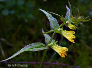 Stormarimjelle (Melampyrum pratense)