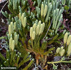 Alpine Clubmoss (Diphasiastrum alpinum)