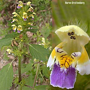 Large-flowered Hemp-Nettle (Galeopsis speciosa)