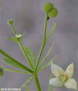 Klengemaure (Galium aparine)