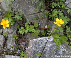 Creeping Buttercup (Ranunculus repens)