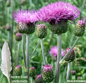 Melancholy Thistle (Cirsium heterophyllum)