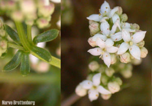 Kystmaure (Galium saxatile)