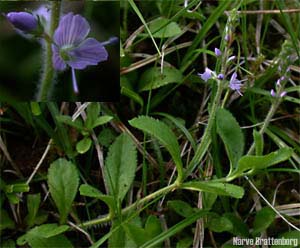 Legeveronika (Veronica officinalis)