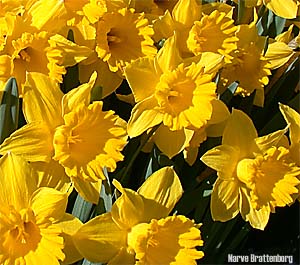 Påskelilje (Narcissus pseudonarcissus)