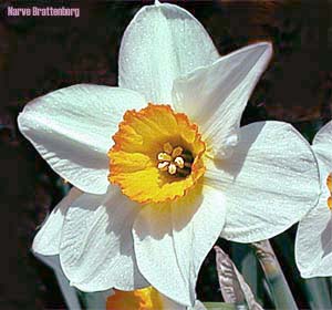 Pinselilje (Narcissus poeticus)