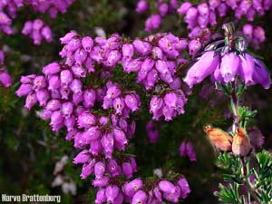 Purpurlyng (Erica cinerea)