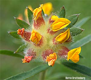 Rundbelg (Anthyllis vulneraria)