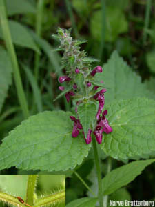 Skogsvinerot (Stachys sylvatica)