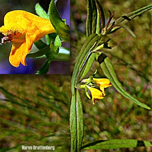 Small Cow-wheat (Melampyrum sylvaticum)