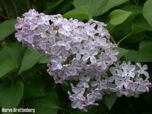 Lilac (Syringa vulgaris)