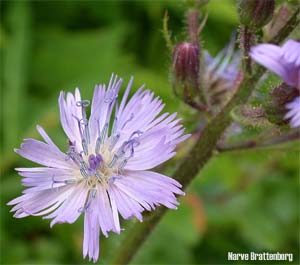 Alpine Blue-sow-thistle (Cicerbita alpina)