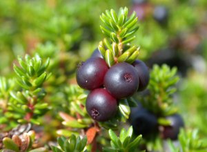 Crowberry (Empetrum nigrum subsp. hermaphroditum)