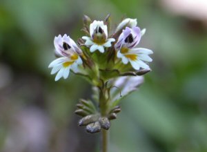 Cold Eyebright (Euphrasia wettsteinii)