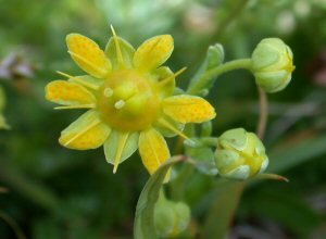 Yellow Saxifrage (Saxifraga aizoides)