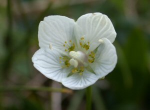 Grass-of-Parnassus (Parnassia palustris)