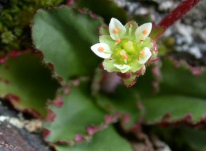 Alpine Saxifrage (Saxifraga nivalis)