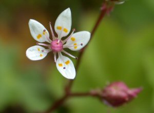 Starry Saxifrage (Saxifraga stellaris)