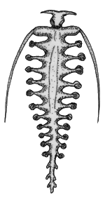 Tomopteris helgolandica