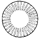 Cyclotella