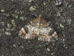 Common Marbled Carpet (Dysstroma truncata)