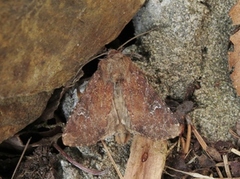 Scarce Brindle (Apamea lateritia)