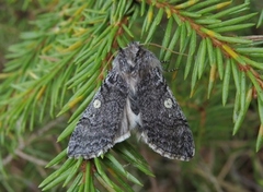 Yellow Horned (Achlya flavicornis)