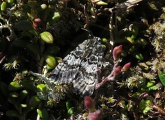 Broad-bordered White Underwing (Anarta melanopa)