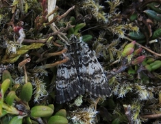 Broad-bordered White Underwing (Anarta melanopa)