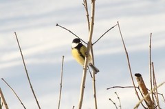 Kjøttmeis (Parus major)