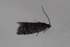 Spruce Seed Moth (Cydia strobilella)